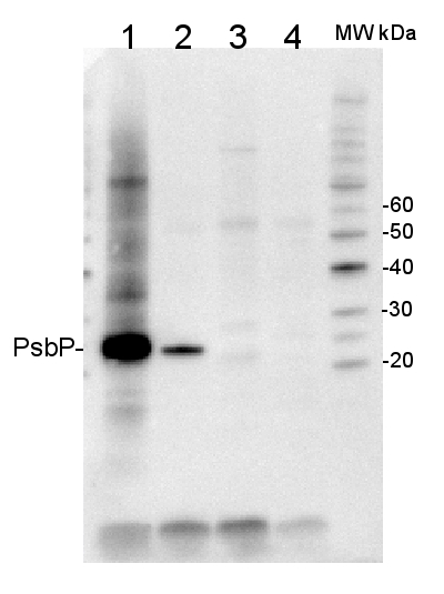 western blot using anti-PsbP